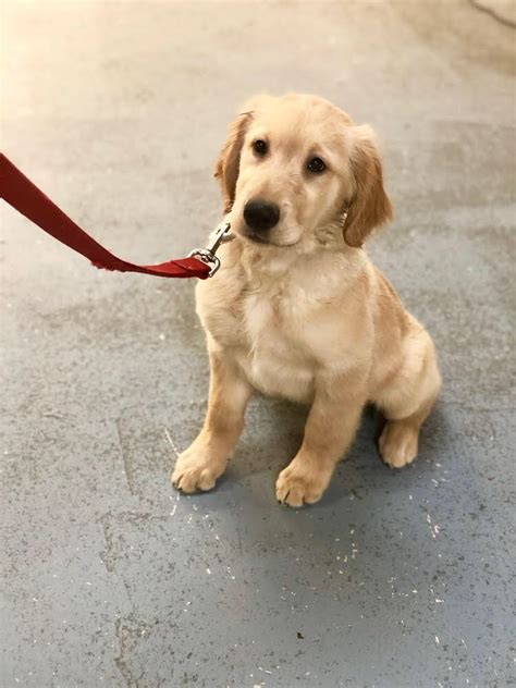 The puppy looked ok and perhaps. Bingo: Golden Retriever Puppy - Man's Best Friend