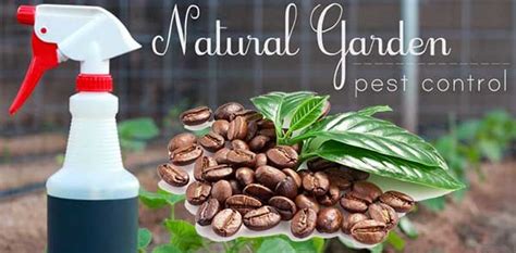 Lots more natural cat deterrent tips available at cats away by clicking here. Gardening With Coffee