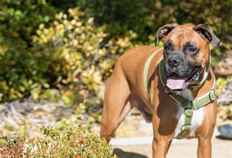 Lost and stray pets picked up by city of las vegas, city of north las vegas, or clark county animal control are brought to the animal foundation's lied animal shelter. Help A Deserving Rescue Win $5,000 in Petplan's Tournament ...