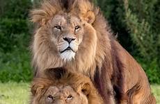 lions lioness pinned mating lusty feline apparent pal mercury crowd russ bridges rejected