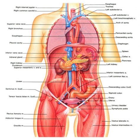 Dec 19, 2017 · the female sacrum is shorter and wider than a male's. Female Anatomy Diagram Front View : 211 Female Anatomy ...