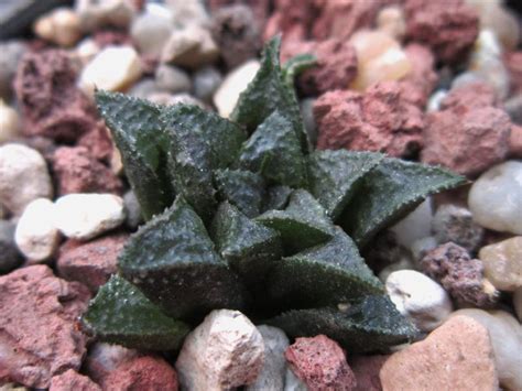 It's normally a pinkish purple color to grow graptoveria 'fred ives' from cuttings, use a sterile, sharp knife or pair of scissors. Pin on Haworthia & Gasteria