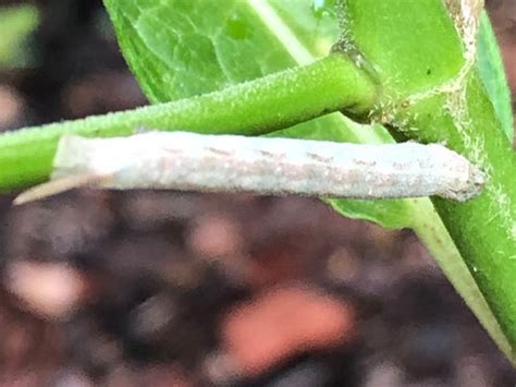 I saw a larger black caterpillar with spikes and two rows of uniform yellow dots running length of body. Whitish Caterpillar with tail spike on Swamp Milkweed???