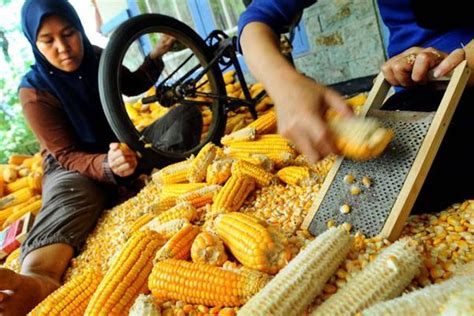 Berapa kebutuhan pangan orang indonesia. Industri Pakan Ayam Terus Tumbuh, Cukupkah Pasokan Jagung ...