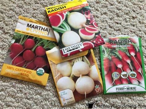 Radish seeds are a type of seed. Growing Radishes From Seed - Get Busy Gardening