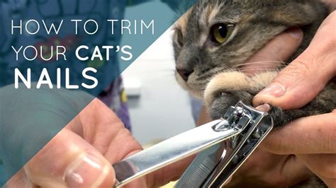 Just press the cat against you body and with one hand hold the paw and clip the nails with. How to Trim Your Cat's Nails | Cat nails, Cat care, Trim ...