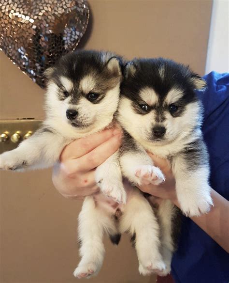 This covers all the essentials, including supplies, training costs. Siberian Husky, Siberian Husky puppies, Dogs, for Sale, Price