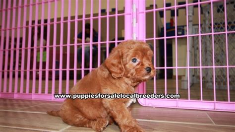 The most popular parent breed mixes for a forever puppy are a cavapoo and cavachon, a cavachon or cavapoo and mini poodle, or a cavapoo and bichon frise. Beautiful Red Cavapoo Puppies For Sale Gwinnett County ...