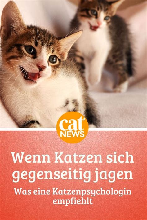 In der aufgabe sind die antworten vorgegeben. Katzen jagen sich gegenseitig durch die Wohnung, eine ...