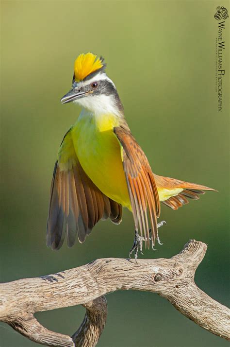 Gun range in salinas, california. KISKADEE Great Kiskadee at the Laguna Seca Ranch in Linn ...