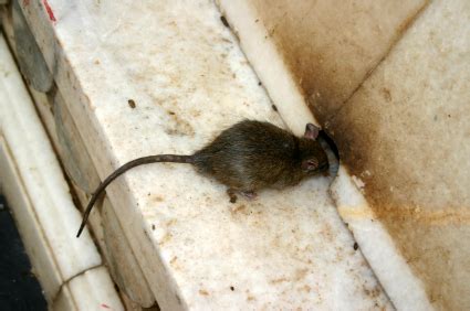 Ways of eradicating mice and rats and solving rodent. Pest Control Santa Barbara Rodents: Rats, Mice, Gophers ...