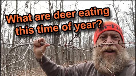 Maybe you would like to learn more about one of these? What do whitetail deer eat in the winter time? - YouTube