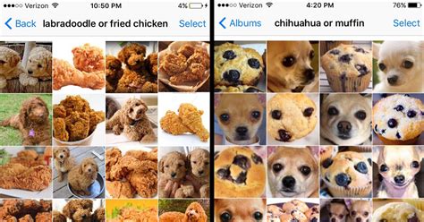 Here's the actual image from above: Droll Puppies Or Fried Chicken Meme - l2sanpiero