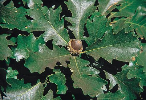 Jul 24, 2017 · the london plane, a cross between the american sycamore and the english oriental plane, is the king of street trees. 10 Best Trees to Plant Along Your Street and Sidewalk