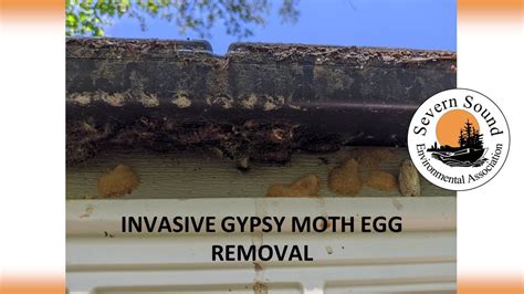 Oda announces 2019 gypsy moth open houses. Invasive Gypsy Moth Egg Mass Removal - YouTube