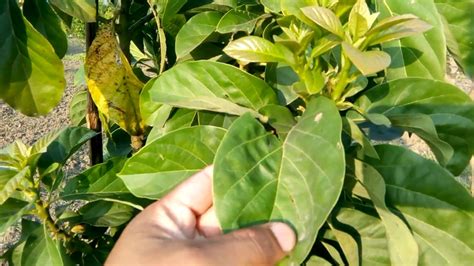 In nature, poppies drop their seeds, which are small enough to easily be scattered across the ground by the wind. How to grow avocado from seed. বাংলাদশে এবোকাডো ফলের চাস ...