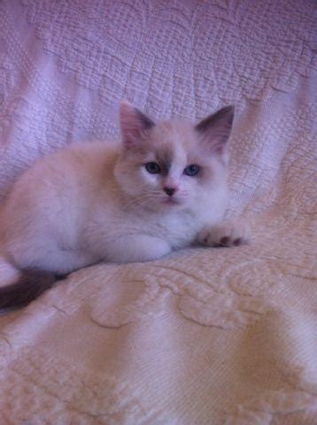 Unfortunately, due to the current situation there will be no viewings available but extra photos/videos can be sent via whatsapp weekly on request. TICA Ragdoll Kittens- THE BEST TEMPERMENT AND TRADITIONAL ...
