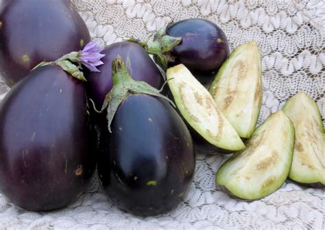 Blanched frozen eggplant for the winter. Morden Midget (Morden Mini) Eggplant