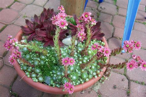 Beautiful & easy to maintain. Blooming hens and chicks | Nothing exotic here but I like ...