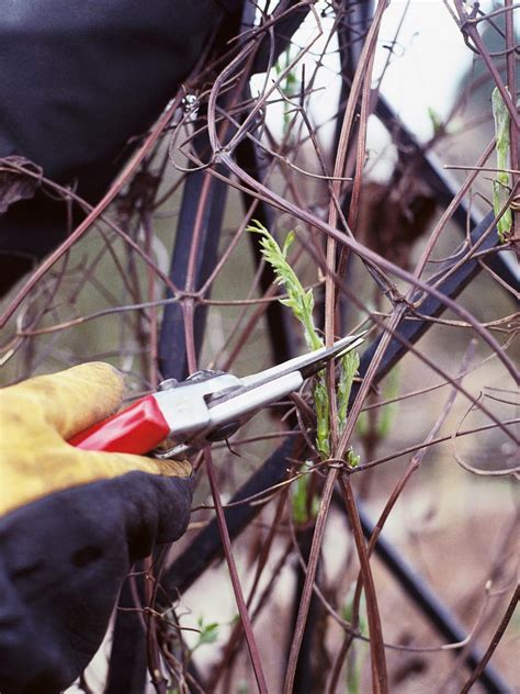 Check spelling or type a new query. How To Prune Clematis (With images) | Climbing plants ...
