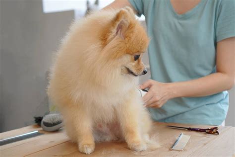 We are able to work with any pet. Pet Grooming Miami, Kendall, Hialeah | Rainbow Grooming Salon