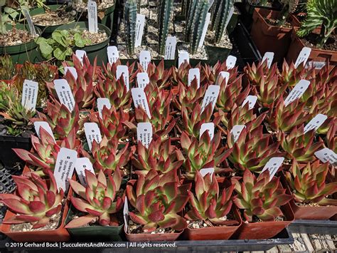 The price is low compared to other nurseries & the service is great. Succulents and More: California Cactus Center in Pasadena