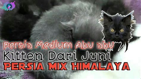 Perbedaan kucing himalaya dan ragdoll kucing yang sering tertukar. Kucing Abu abu | Kucing Lampung Timur | Persia Himalaya ...