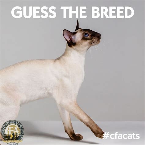 🎩 all entries in our virtual competition will qualify to enter the cfa 2020 top cat challenge virtual competition to be held this fall. Pin by The Cat Fanciers' Association on Social Posts ...