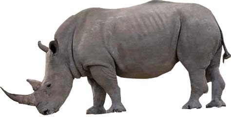 Easily make the background of your image transparent for free. Rhino transparent image ~ Free Png Images