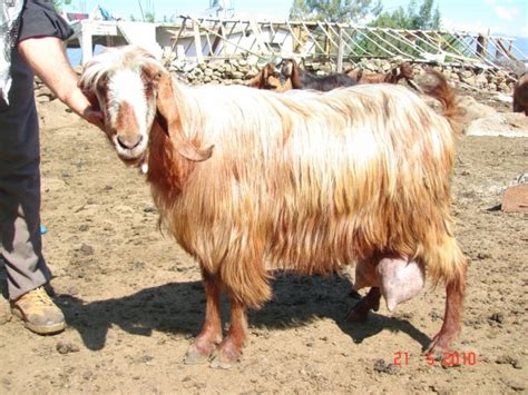 Halep keçisi hangi bölgede yetiştirilir? Halep Keçisi(Şam Keçisi,Şami, Damaskus Keçisi )