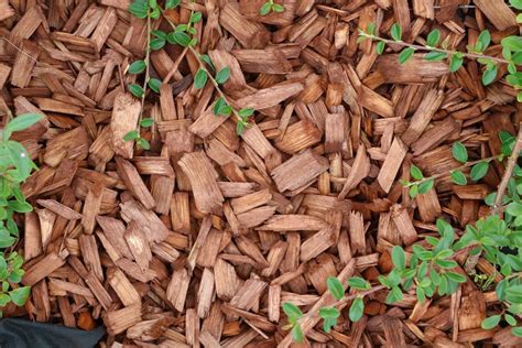 Rindenmulch farbig garten haus essen. Rindenmulch im Garten: die wichtigsten Vorteile und Nachteile