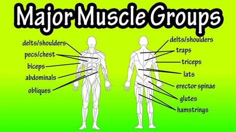 The abdominal muscles are shown in red, it is very easy to see from this diagram how a six pack is made, and also why some people have an eight pack. Major Muscle Groups Of The Human Body | Muscle groups ...