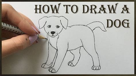 How to draw a paw print. Dog Drawing - How to Draw a Dog - YouTube