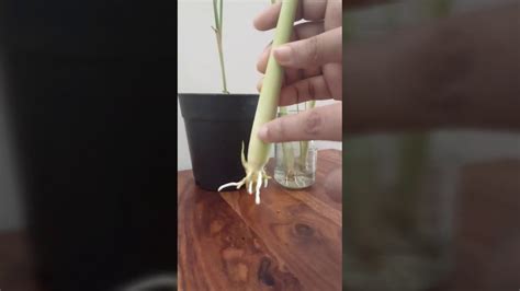 We did not find results for: Grow Lemon grass from cutting :: - YouTube