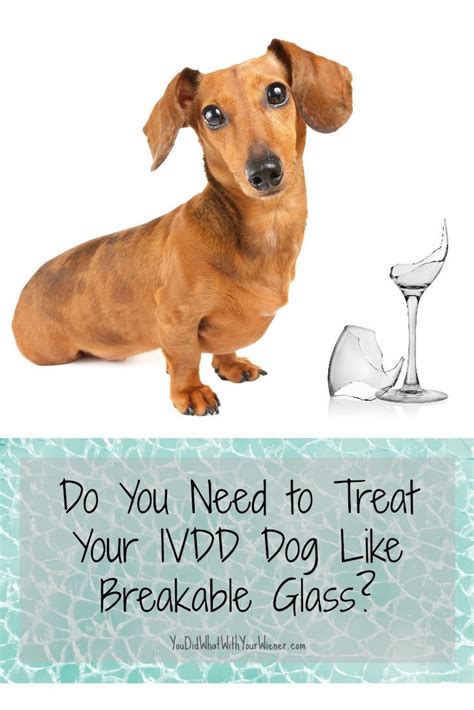 On the fifth and sixth days you mix together three quarters new food with one quarter old food. Quality of Life: Do You Need to Treat Your IVDD Dog Like ...