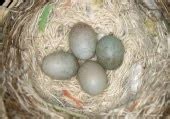 Hal ini dikarenakan telur rebus memiliki kandungan nutrisi yang dapat memenuhi kebutuhan piyek saat. MENGAPA TELUR BURUNG KENARI GAGAL MENETAS