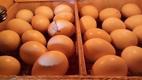 Mewarnai gambar telur ayam menetas. Proses telur ayam Bangkok menetas - YouTube