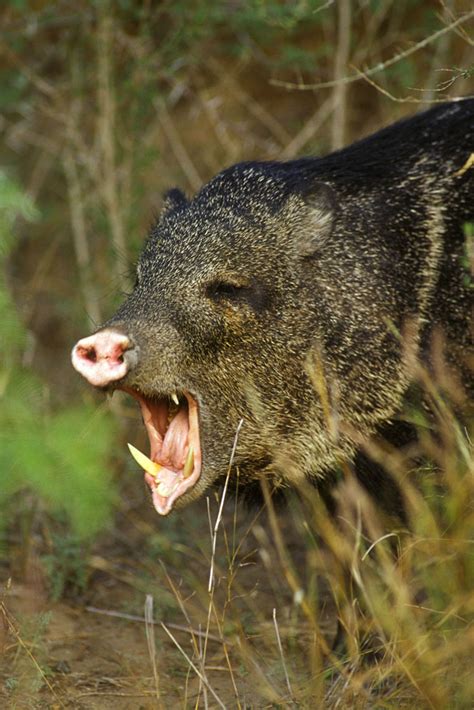 How big is a herd? Baxter the Javelina Hunter: May 2011