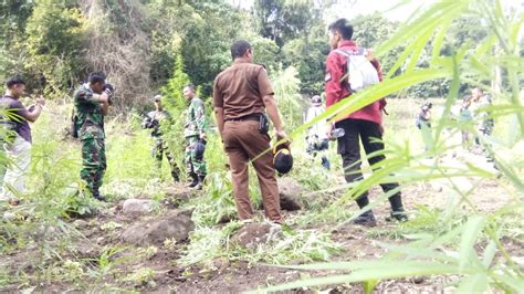 Adzan termerdu dari indonesia | jual jam adzan iqomah digital. Kebun Ganja Ditemukan, Pemilik Tetap Misteri