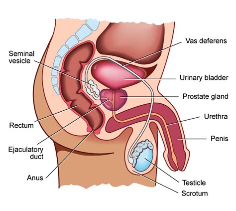 A minority of cancers are due to inherited genetic mutations. Advanced Prostate Cancer | PCFA