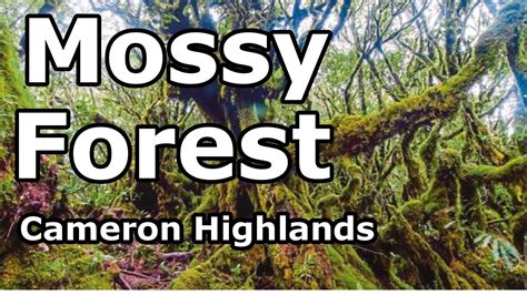 For the walking enthusiast and the hiking lovers this is an excellent opportunity to enjoy nature up close and in its most original form. Mossy Forest - Cameron Highlands - Malaysia. - YouTube