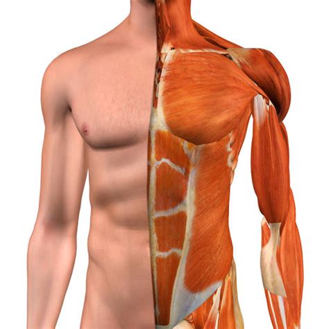 The two sides connect at the sternum, or breastbone. Best Human Muscle Stock Photos, Pictures & Royalty-Free ...
