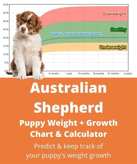 Although the math to calculate the estimated weight of your puppy is not that hard, it can get very tiring, very quickly. Australian Shepherd Weight+Growth Chart 2021 - How Heavy ...