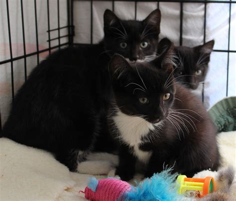 Browse through the beautiful, playful and snuggly cats and kittens available to adopt today. Some lovely black and white kittens that we have up for ...