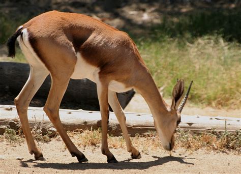 The magestic running of gazelles!. Cuvier's Gazelle | Cuvier's Gazelle (Gazella cuvieri) is a s… | Flickr