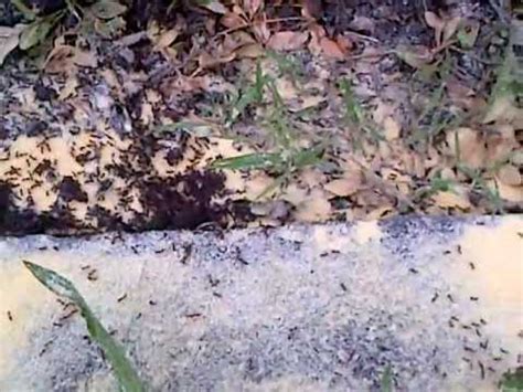 Instead, the ants just gather up the crumbs and happily march themselves back to their nest. Cornmeal Used to Get Rid of Ants Part 1 - YouTube