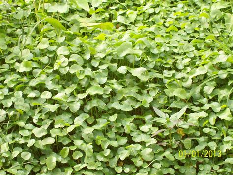 Also known as indonesian pegagan, indian gotu kola and its scientific name, centella asiatica, it is a. Cinta Manis: Pegaga - Apakah khasiatnya