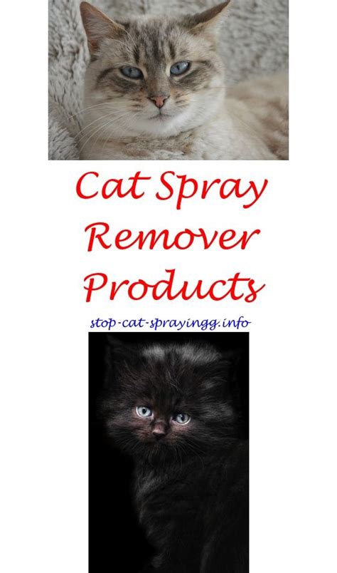 Are you searching for a natural cat repellent that actually works. Free Boat Plans Uk | Male cat spraying, Cat pee smell ...