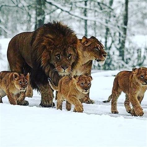 Her finner du alle saker som omhandler nordre follo. Caption This🦁 Follow us @lions.the.kings Like for your ...