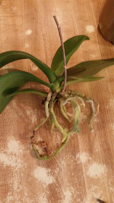 As with succulents and desert cacti, forest cactus should not be. What's a good soil? Would cactus and succulent soul be ...